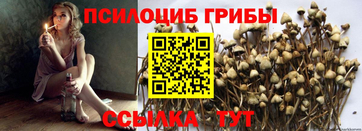 Псилоцибиновые грибы MAGIC MUSHROOMS  Вход с VPN  Кувандык  Псилоцибиновые грибы Psilocybine cubensis 